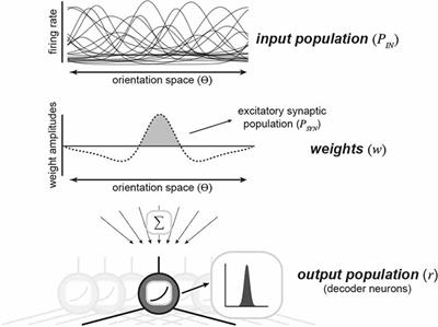 Unraveling Functional Diversity of Cortical Synaptic Architecture Through the Lens of Population Coding